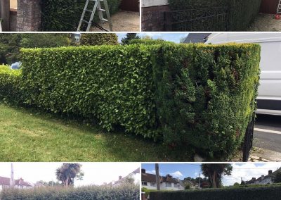 Hedge Cutting 2
