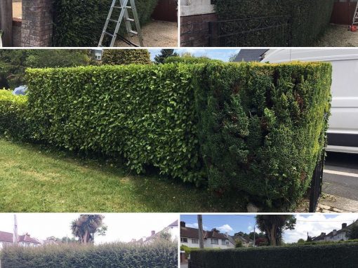 Hedge Cutting 2