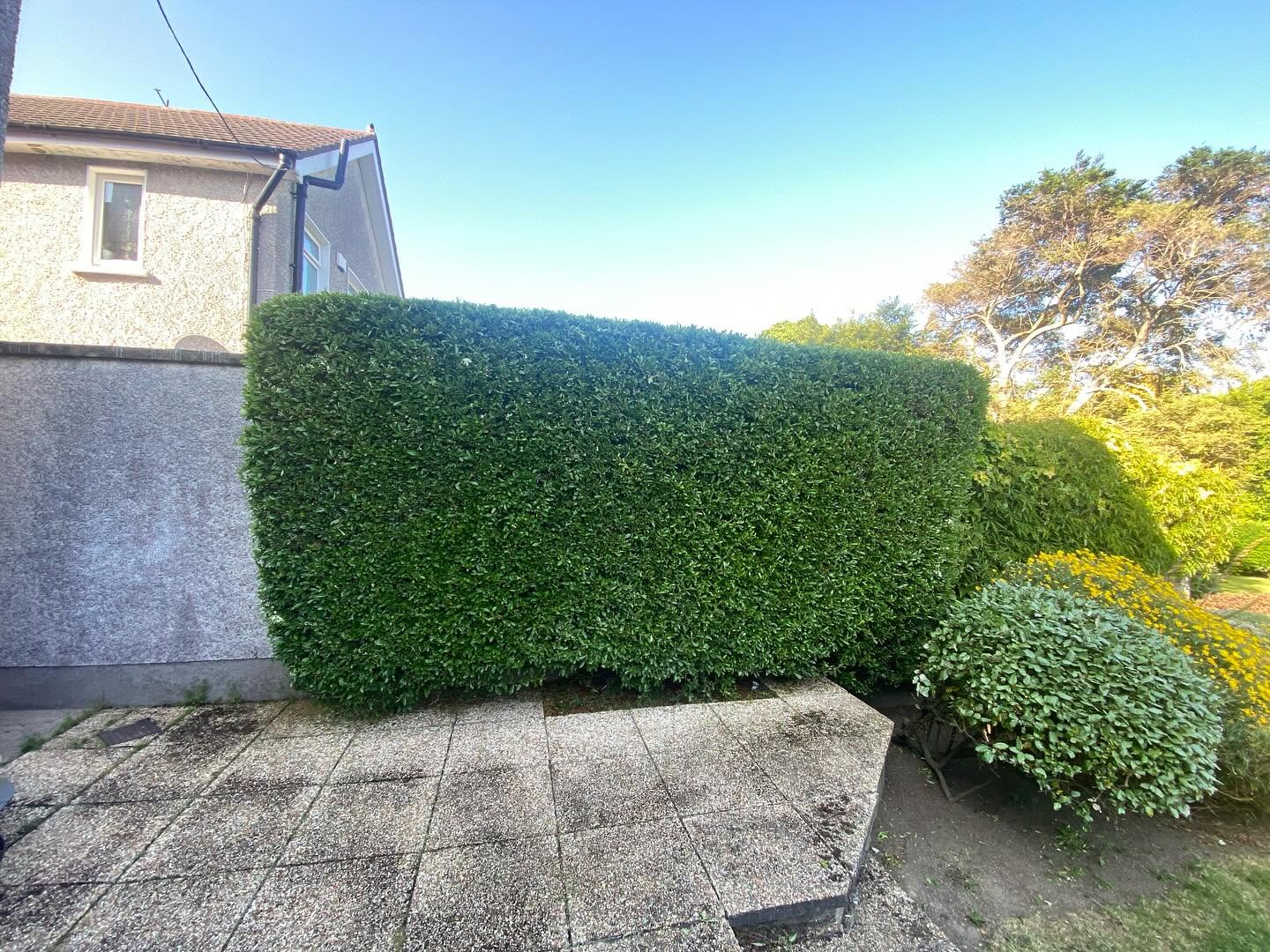 Hedge cutting & trimming
